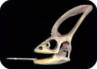 veiled_chameleon_skull_lateral1.gif veiled_chameleon_skull_lateral1.gif
